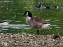 Canada Goose - Gęś Kanadyjska